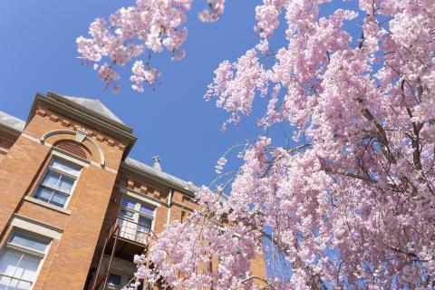 大学礼堂和开花的树